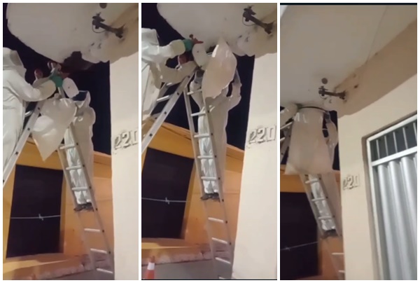 Macau: Guarda ambiental realiza procedimento para captura de uma colmeia de abelha no centro da cidade