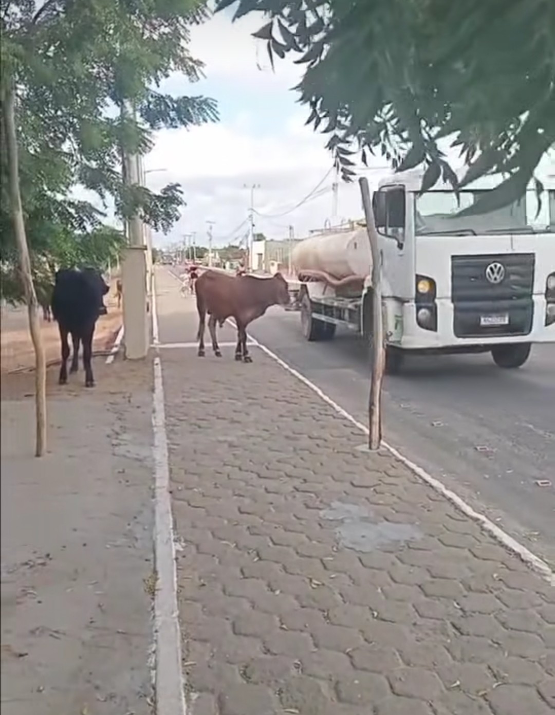 Urgente animal soltos Entre Salina e Guamaré Core perigo de acidente