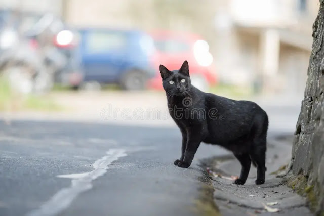 O "Gato Preto" entra em ação nos bastidores da eleição da nova mesa diretora da Câmara Municipal de Guamaré