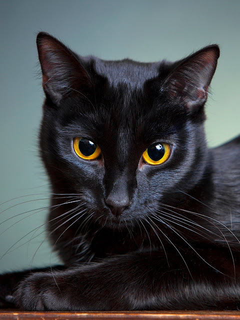 Quem tenta seguir o Gato Preto... acaba descobrindo mais do que gostaria