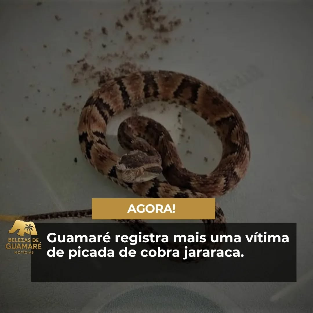 Na noite desta segunda-feira(23) um homem foi vítima de uma picada de cobra jararaca na comunidade de lagoa seca, Guamaré/RN